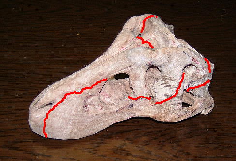 ティラノサウルス・リメイキング　頭骨_e0064457_18532784.jpg
