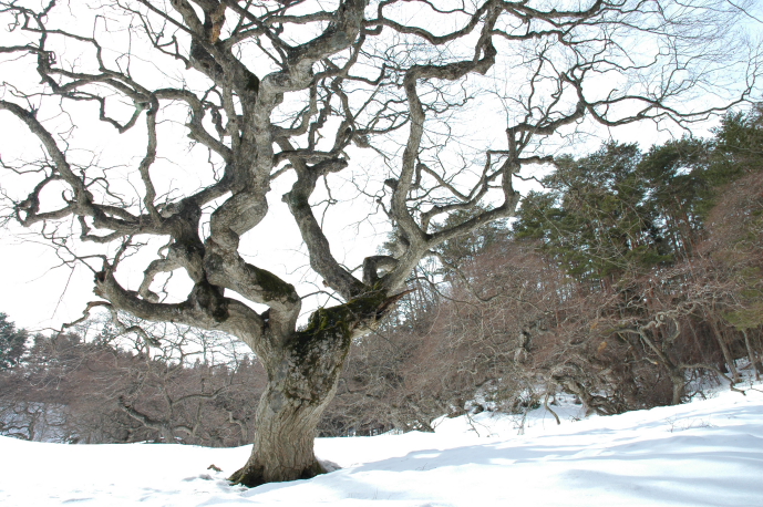 雪中　天狗シデ_a0041073_20481819.jpg