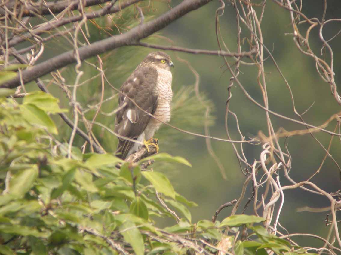 ★鳥類園最新情報(06.02.18~19)_e0046474_164866.jpg
