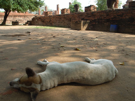 王国の犬_e0082981_22141635.jpg