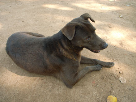 王国の犬_e0082981_2254441.jpg