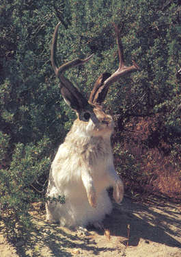 f0030697_1961999.gif