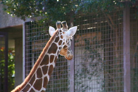 キリンの模様の意味 動物園のど