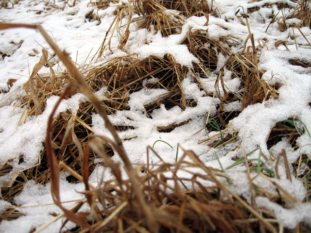 ■雪がまた少々降った_f0015474_15134062.jpg