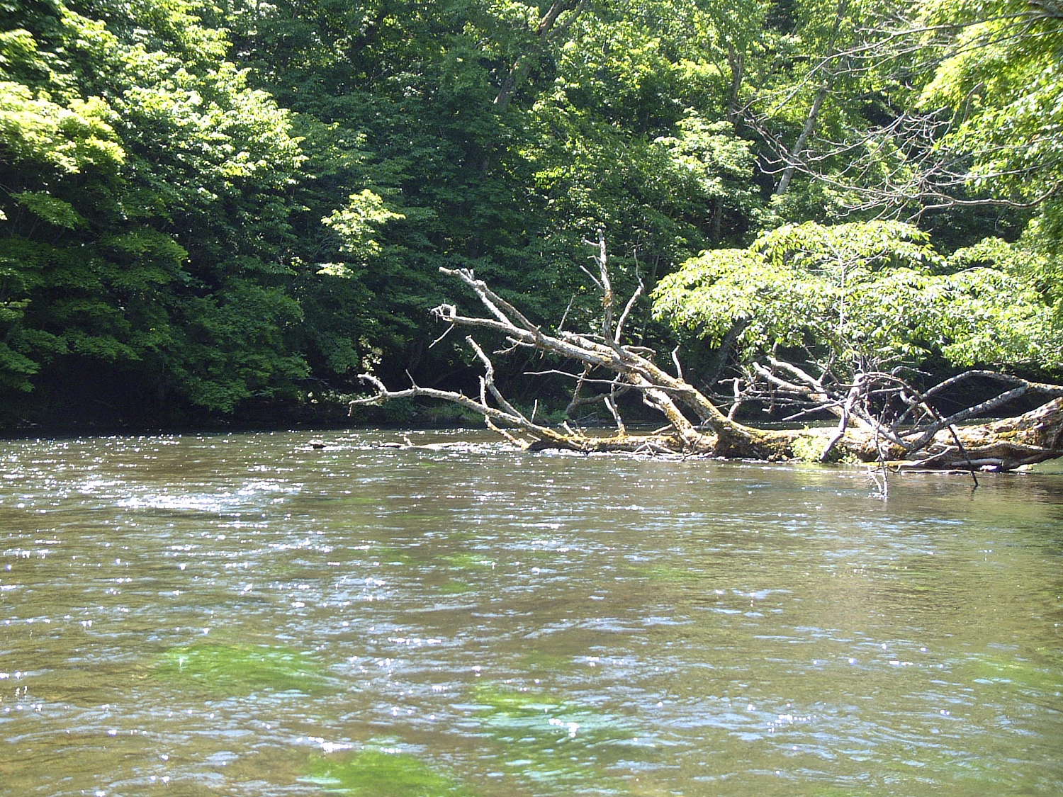 倒木更新 Flyfisher S Eye
