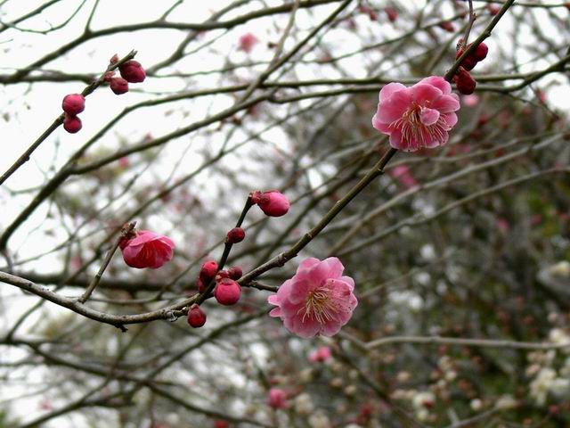 やっと咲きました梅の花_e0086880_17494274.jpg