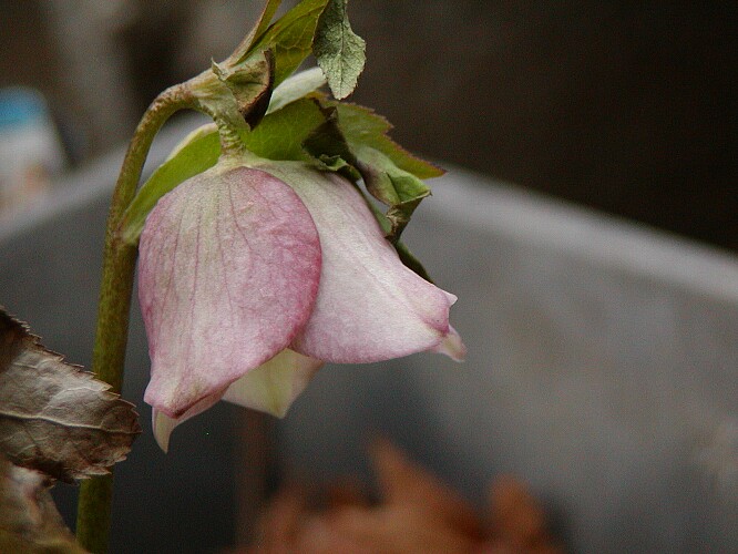 a0009600_050637.jpg