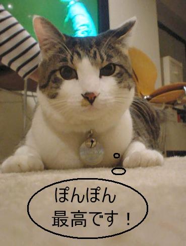 ツレナイ猫にお悩みの飼主さん必見！_f0060048_04614100.jpg