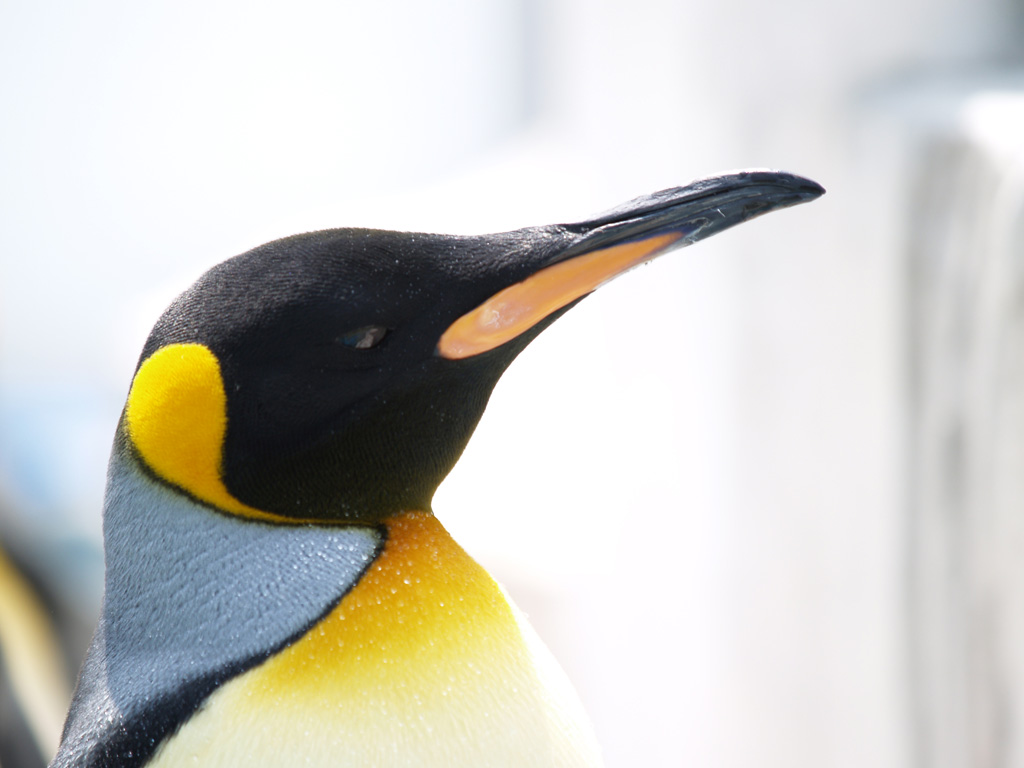 オウサマペンギン 東山動物園マニアックス オウサマペンギン 東山動物園マニアックス