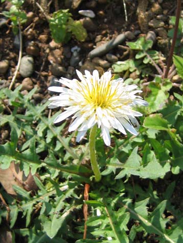 シロバナタンポポ(白花蒲公英)_e0028387_20174521.jpg