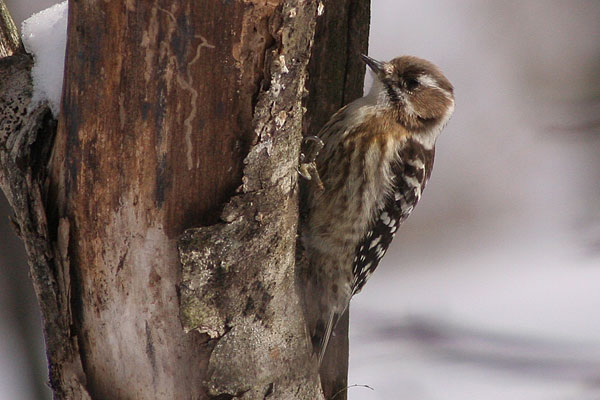 コゲラ　　Dendrocopos kizuki. _c0038290_170451.jpg