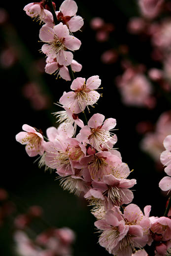 保土ヶ谷公園梅祭り（２月２３日）_c0057265_15432371.jpg