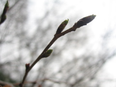 e0041699_3475546.jpg
