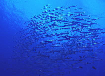 c0072306_11231573.jpg