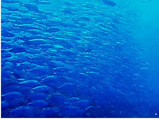 c0072306_11313758.jpg