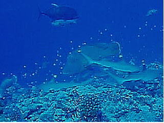 c0072306_1191370.jpg