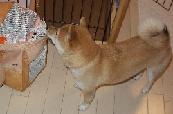 f0004309_01744.jpg
