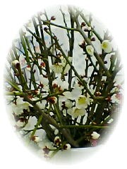 f0047509_11983.jpg