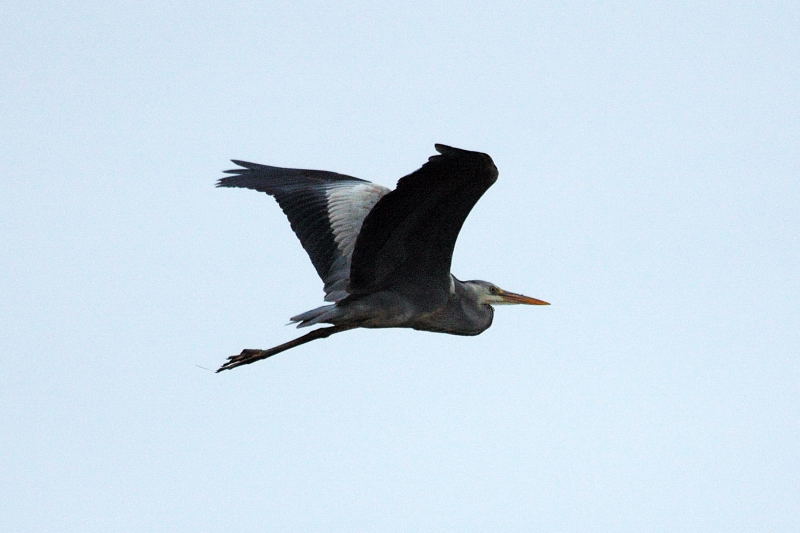 水辺の鳥たちパート１_f0032335_032545.jpg