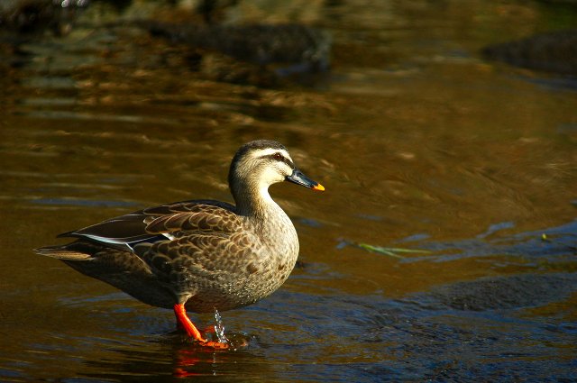 水辺の鳥たちパート１_f0032335_875435.jpg