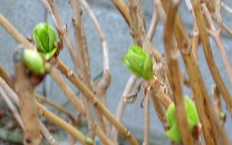 ２月２４日　芽吹きへ_a0009666_13591329.jpg