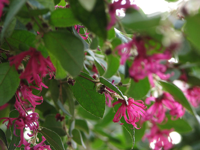 アカバナ　トキワマンサク（百合が原公園温室）_f0002701_22193243.jpg