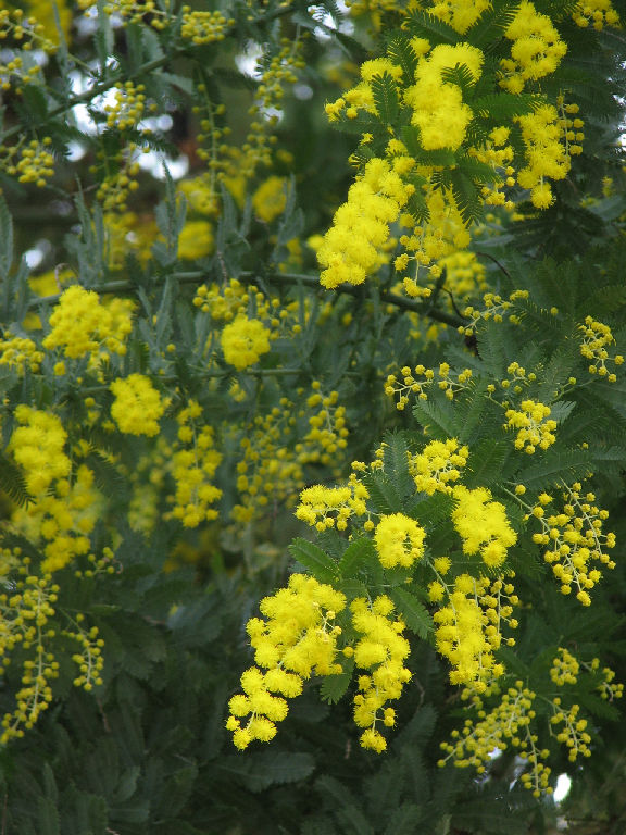 ギンヨウアカシア（百合が原公園温室）_f0002701_227136.jpg