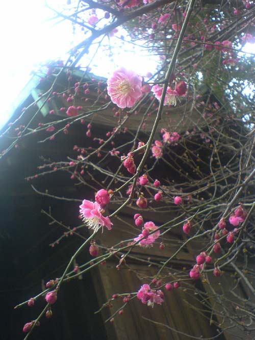 a0019224_233117100.jpg