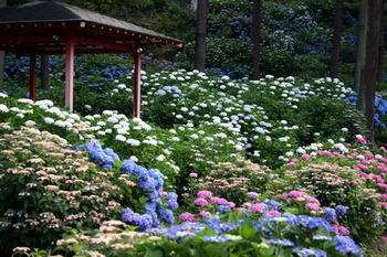 三室戸寺境内「花の茶屋」2014/4/19より営業開始_d0020139_155222100.jpg