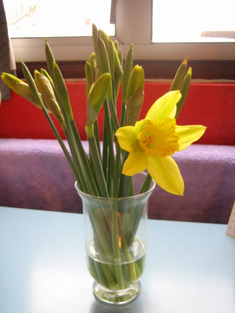 Daffodils_e0009547_6425992.jpg