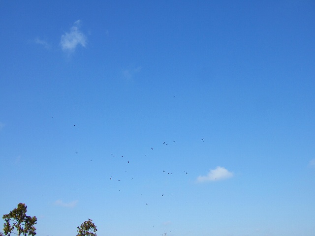 a0036649_20392443.jpg