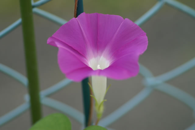 e0009783_2256049.jpg