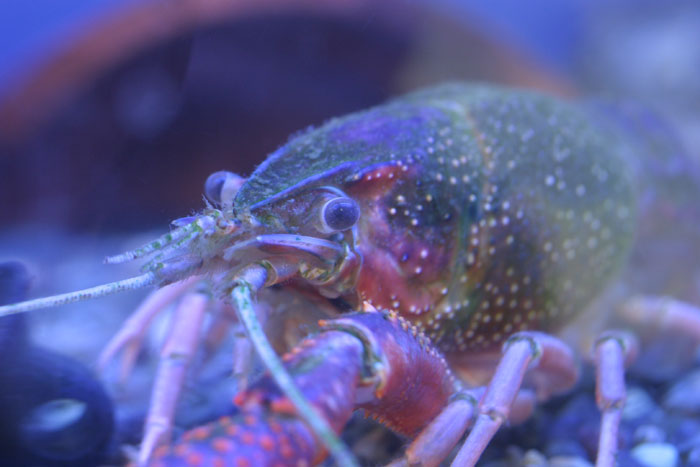 アメリカザリガニ 水族館ふりーく