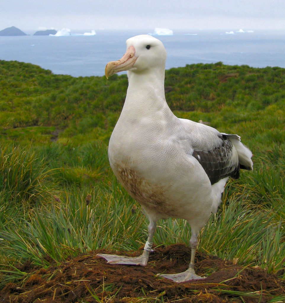 世界最大の翼開長を持つワタリアホウドリ 秘密の世界 The Secret World