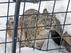 冬の旭山動物園に大感激～♪_e0055414_23555431.jpg