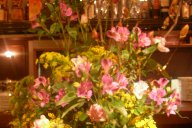 木蓮_e0025817_217786.jpg