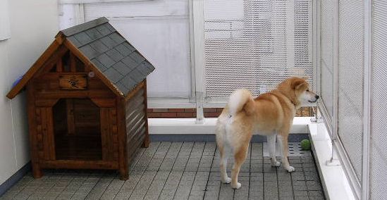 2006年2月26日愛ちゃんのイヌバウワン_f0060461_13181742.jpg