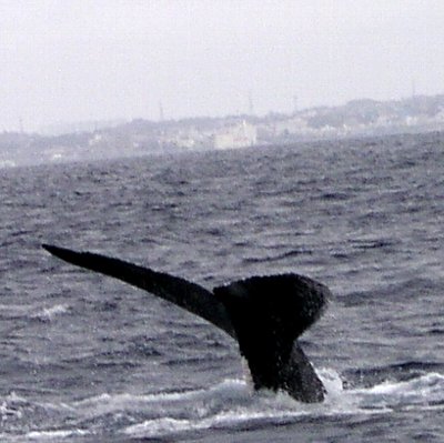 船長クジラを追いかけて・・・！_f0050165_18525153.jpg