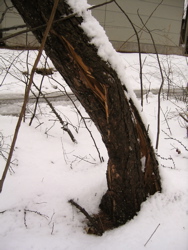 春の雪。_d0028589_22574928.jpg