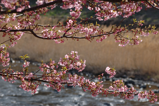河津桜を見に行っちゃいましたよ_a0060991_21533994.jpg