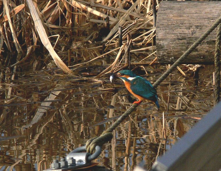 カワセミ君の朝食_a0031821_1422060.jpg