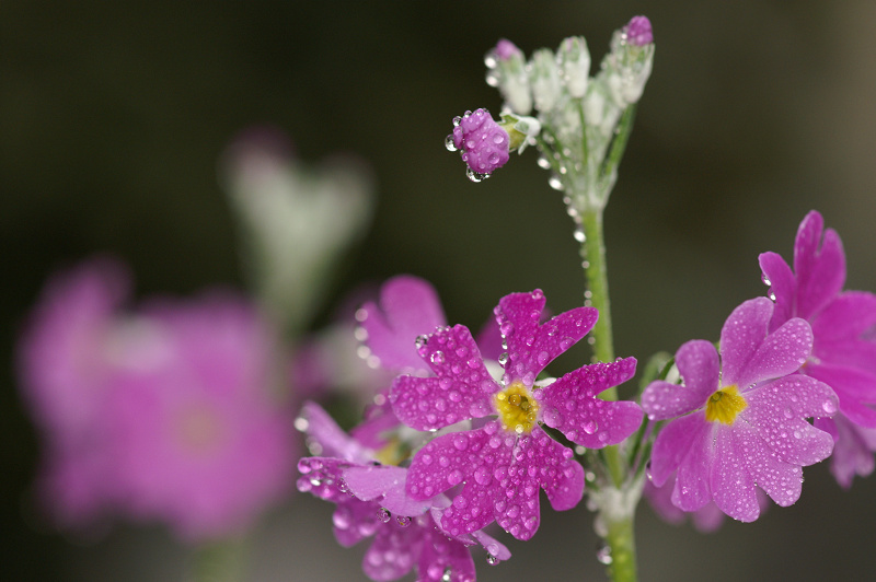 AFマクロ100mm F2.8(D)_f0072758_21333861.jpg