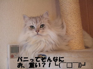 キャットタワー_e0053901_1240546.jpg