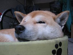 欲張ってはいけない_c0049950_2023363.jpg