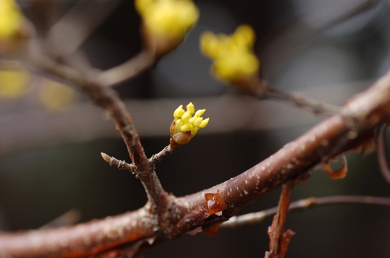 山茱萸 （サンシュユ）の蕾_d0056382_1915323.jpg