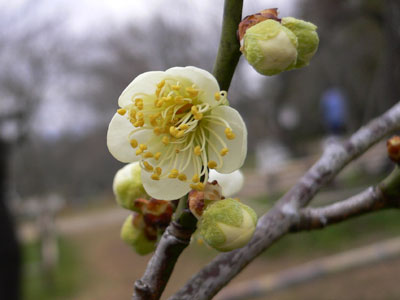 吉野梅園_f0018904_22421860.jpg