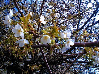 伊豆大島一周練習会_a0036808_043281.jpg