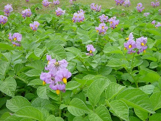 じゃがいもの花_f0041909_1013492.jpg