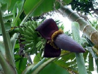 バナナの花のソテー_a0043520_0161259.jpg