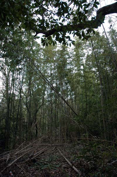 c0059521_82234.jpg